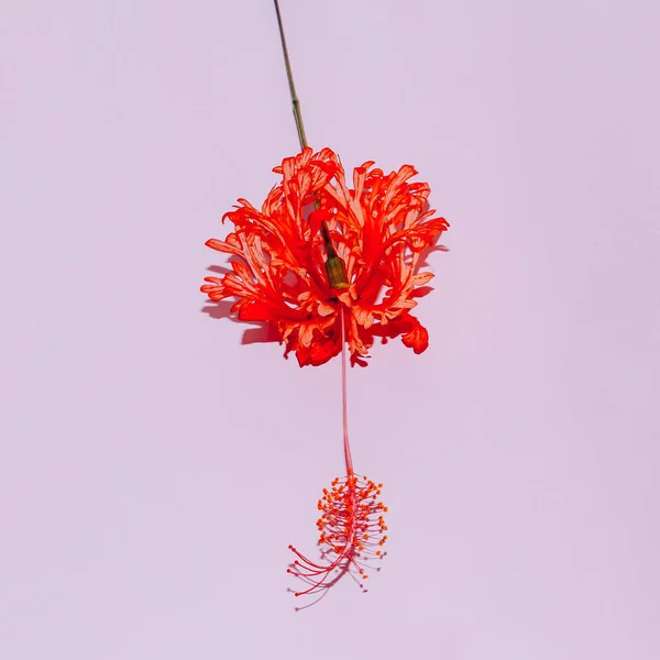 Red tropical flower on pink. Minimal art — Stock Photo, Image