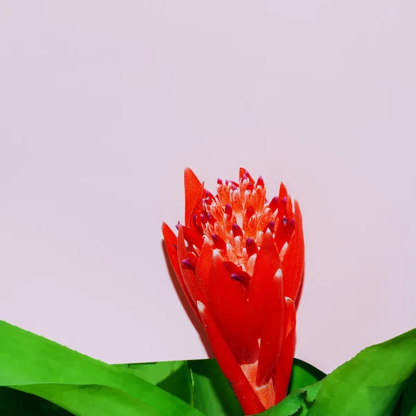 Flor tropical vermelha em rosa. Design de arte mínima — Fotografia de Stock