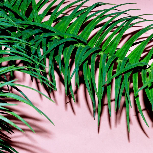 Pianta tropicale su rosa. Design minimale arte della moda — Foto Stock