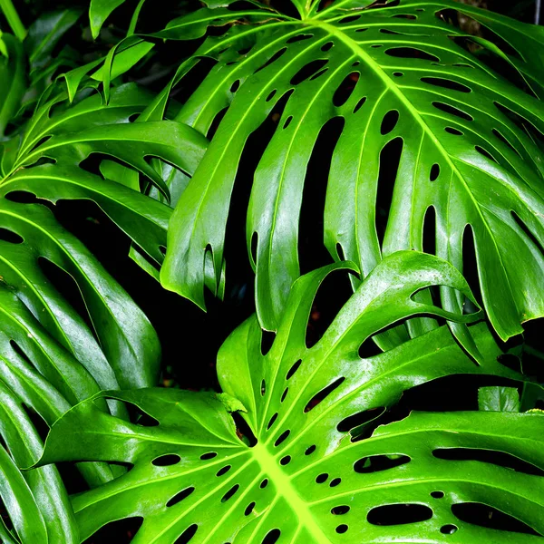 Palmeira tropical elegante. Mínimo para impressões digitais — Fotografia de Stock