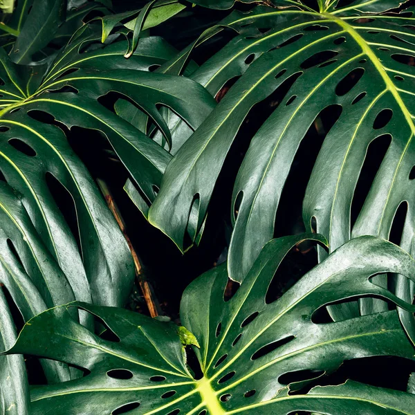 Тропічна пальма. Мінімальний дизайн стилю для друку — стокове фото
