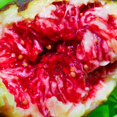 İncir yakın çekim içinde Minimal sanat