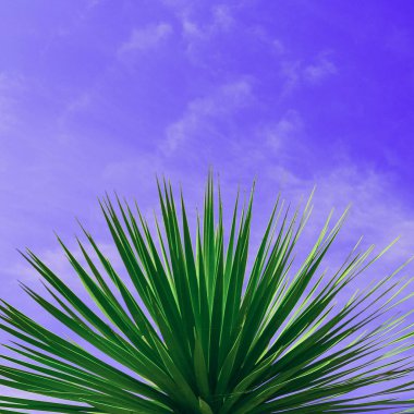 Palmiye ağacı ve mor gökyüzü. Minimal sanat tasarım