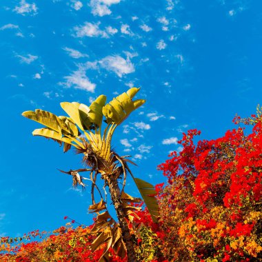 Tropikal çiçek arka plan. Minimal sanat tasarım