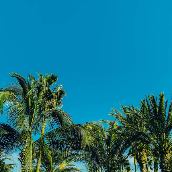 Palme nel cielo blu. Posizione minima di viaggio — Foto Stock