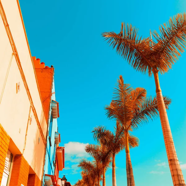 Tropical minimal. Palms and Urban. Color design — Stock Photo, Image