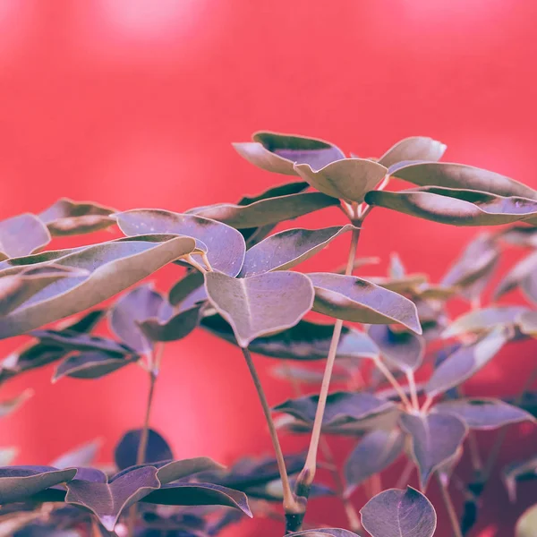 Растение на розовом. Зеленый минимальный стиль — стоковое фото