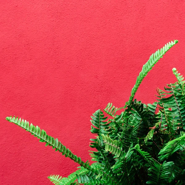 Roślin na NK. Tropikalnej zieleni minimal art design — Zdjęcie stockowe