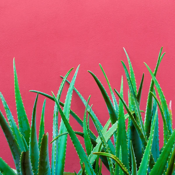 Plant op roze. Aloë tropische Groenen minimal art design — Stockfoto