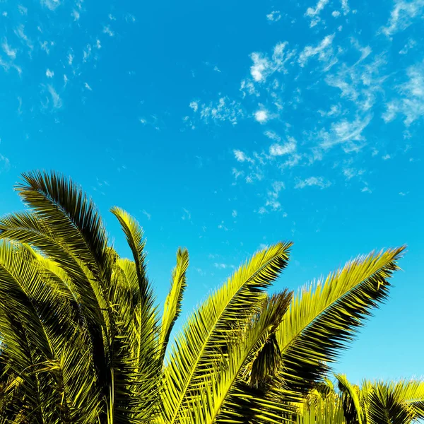 Tropikal en az. Palmiye yaprağı. — Stok fotoğraf