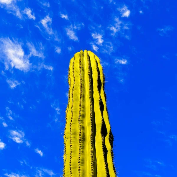 Bra cactus och blå himmel. Minimalistisk konst — Stockfoto