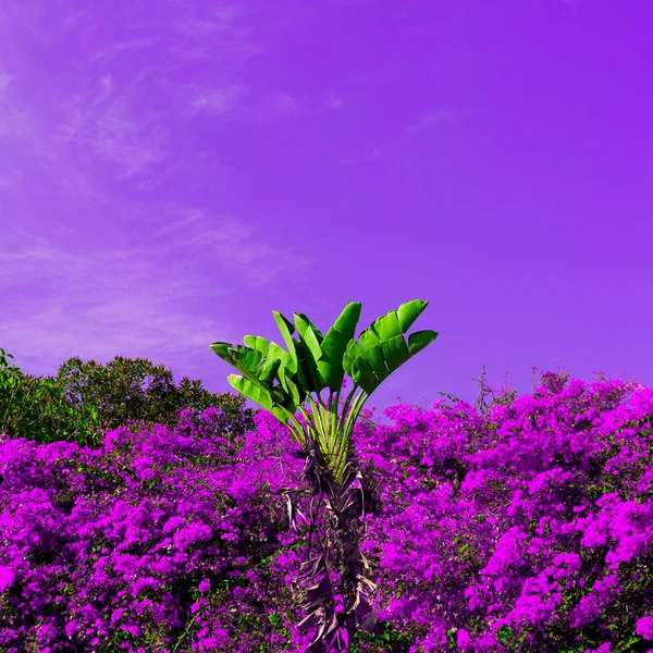 紫红色的天堂。热带的背景。极少主义艺术设计 — 图库照片