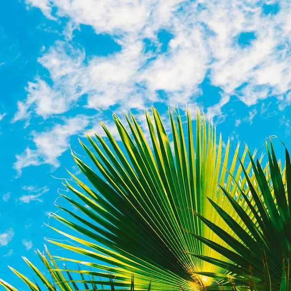 Foglia di palma e cielo blu. Arte di viaggio minima — Foto Stock