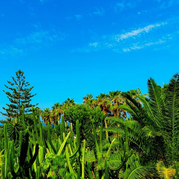 Fond tropical. Palmiers et cactus. Pays-Bas — Photo