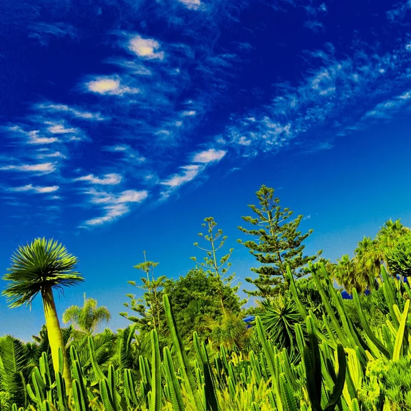 热带的绿色背景。棕榈树和仙人掌。加那利群岛 — 图库照片