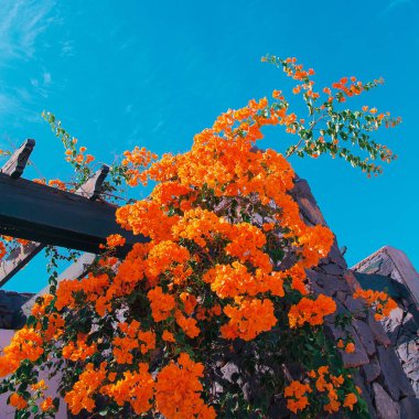 Turuncu tropik çiçekler ve mavi gökyüzü. Seyahat minimal sanat