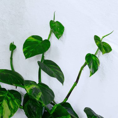 Beyaz duvara bitki. En az yeşil