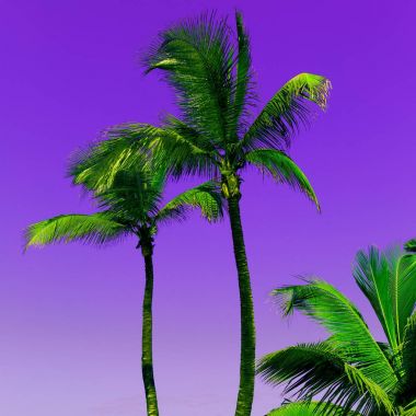 Canary Islands. Paradise. Tropical art minimal Palm trees on pur clipart