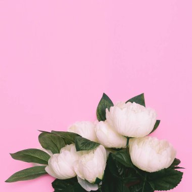Beyaz gül pembe Minimal sanat tasarım