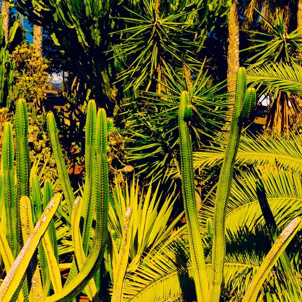 Fond vert tropical. Palmiers et cactus. Pour impression mode — Photo