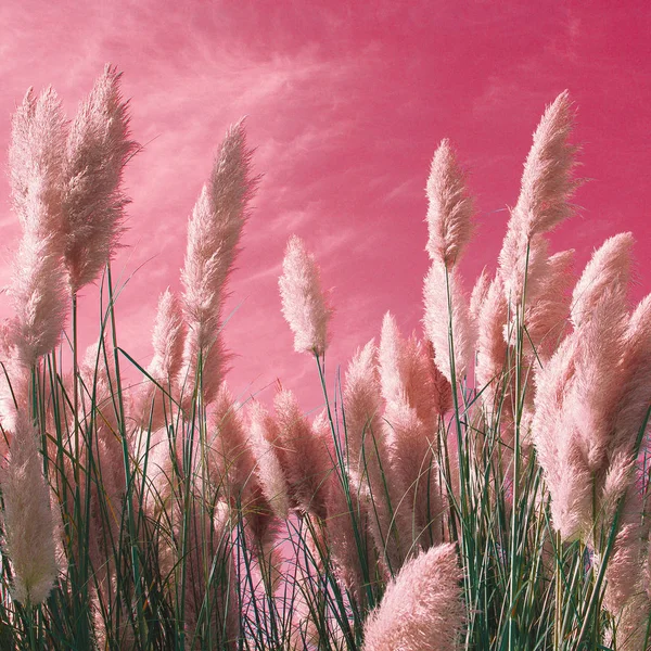 ピンクの空デザイン カラー アート最小限のライ — ストック写真