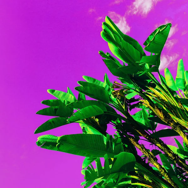 Palm σε μωβ ουρανό. Χρώμα σχεδίου τέχνης ελάχιστη — Φωτογραφία Αρχείου