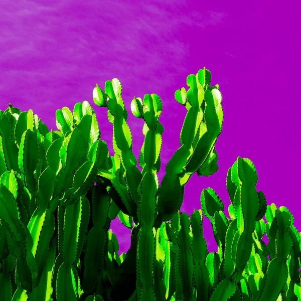 Cacto verde sobre um fundo brilhante. Desejo de moda vegetal mínima — Fotografia de Stock