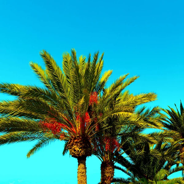 棕榈树的背景。加那利群岛。旅行最小 — 图库照片
