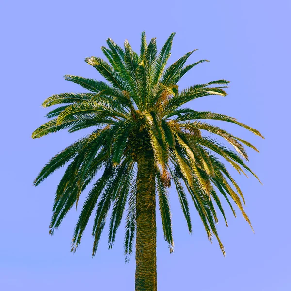 Palma im Blauen. Tropisches Minimum — Stockfoto