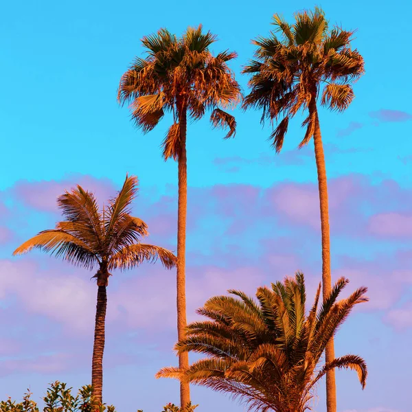 Paraíso. Palm Background. Cores pastel. Estilo mínimo — Fotografia de Stock