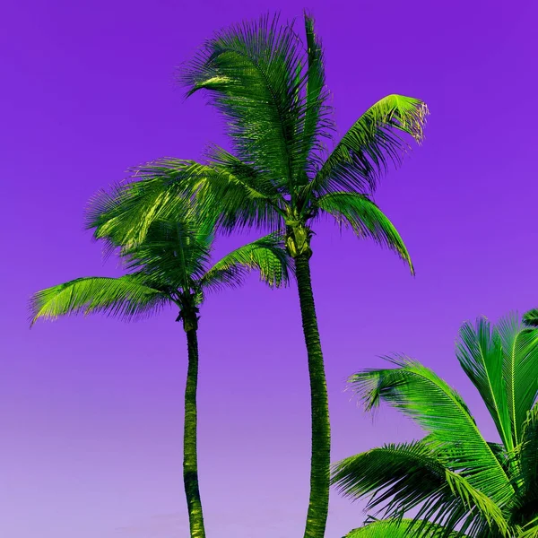 Canary Islands. Paradise. Tropical art minimal Palm trees on pur