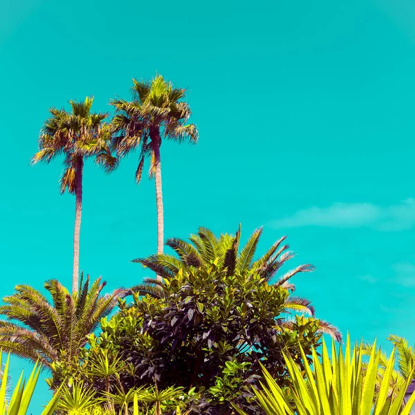 热带棕榈树。极少主义艺术风格旅行时间 — 图库照片