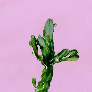 Kaktüs pembe bir duvar. Tropikal moda yazdırma. En az modern ar