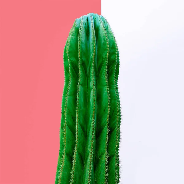 Cactus. Amante de cacto. Moda para impressão. Design de arte mínima — Fotografia de Stock