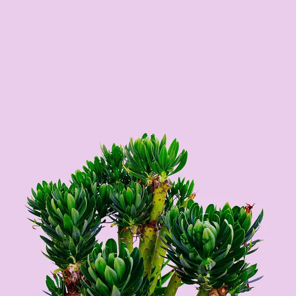 Σε εξωτερικούς χώρους. Μίνιμαλ σχεδιασμό. Τροπικό φυτό σε ροζ. Μόδα εκτύπωσης — Φωτογραφία Αρχείου