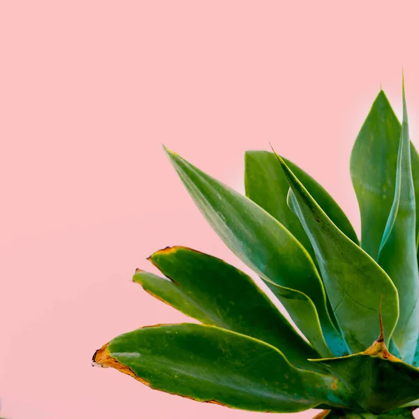 Outdoors. Minimal design. Green plant on a pink wall. Fashion pr — Stock Photo, Image