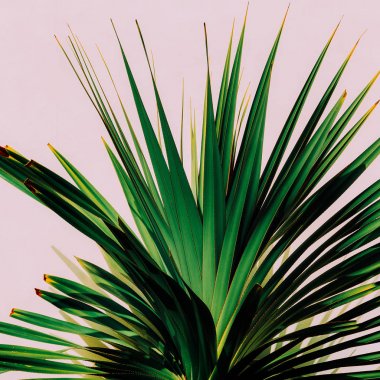 Kaktüs pembe. Minimal sanat. Tropikal moda fotoğraf yazdırma