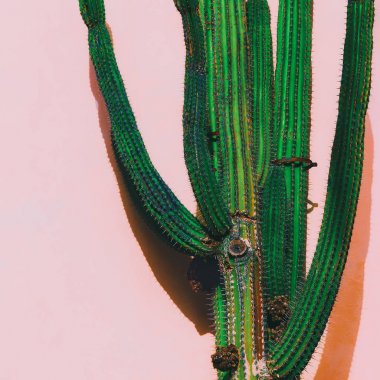 Kaktüs pembe üzerinde. Minimal sanat. Tropikal moda ruh hali