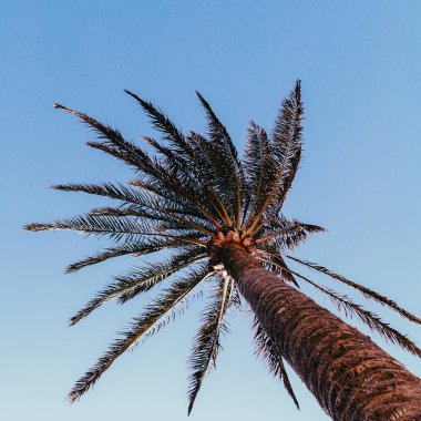 Minimal sanat. Tropikal ruh hali. Palmiye ağacı 