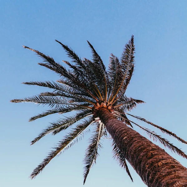 Arte minimale. L'umore tropicale. Albero di palma — Foto Stock