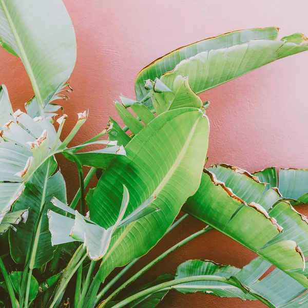 Palmboom op de roze. tropische mode foto's afdrukken. — Stockfoto