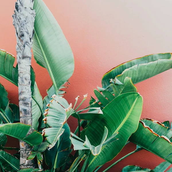 Tropische Groenen op een roze. minimal art design Fashion foto prin — Stockfoto