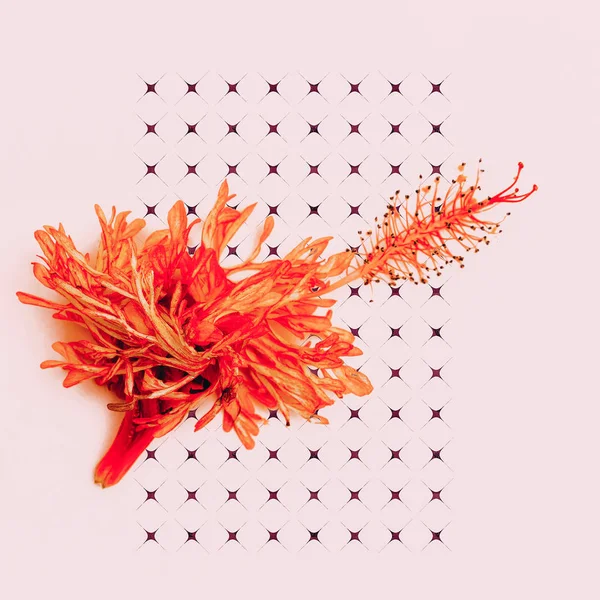 Röd blomma på en rosa. Minimalistisk konstdesign — Stockfoto