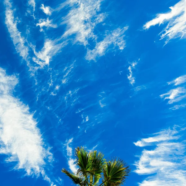 Tropikal ruh hali. Palmiye ağacı ve mavi gökyüzü. En az sevgilisi — Stok fotoğraf