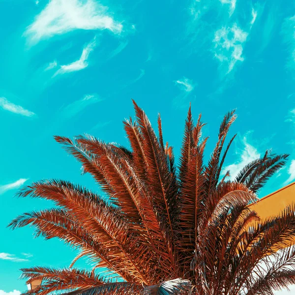 Palm tree and blue sky. Tropical style minimal — Stock Photo, Image