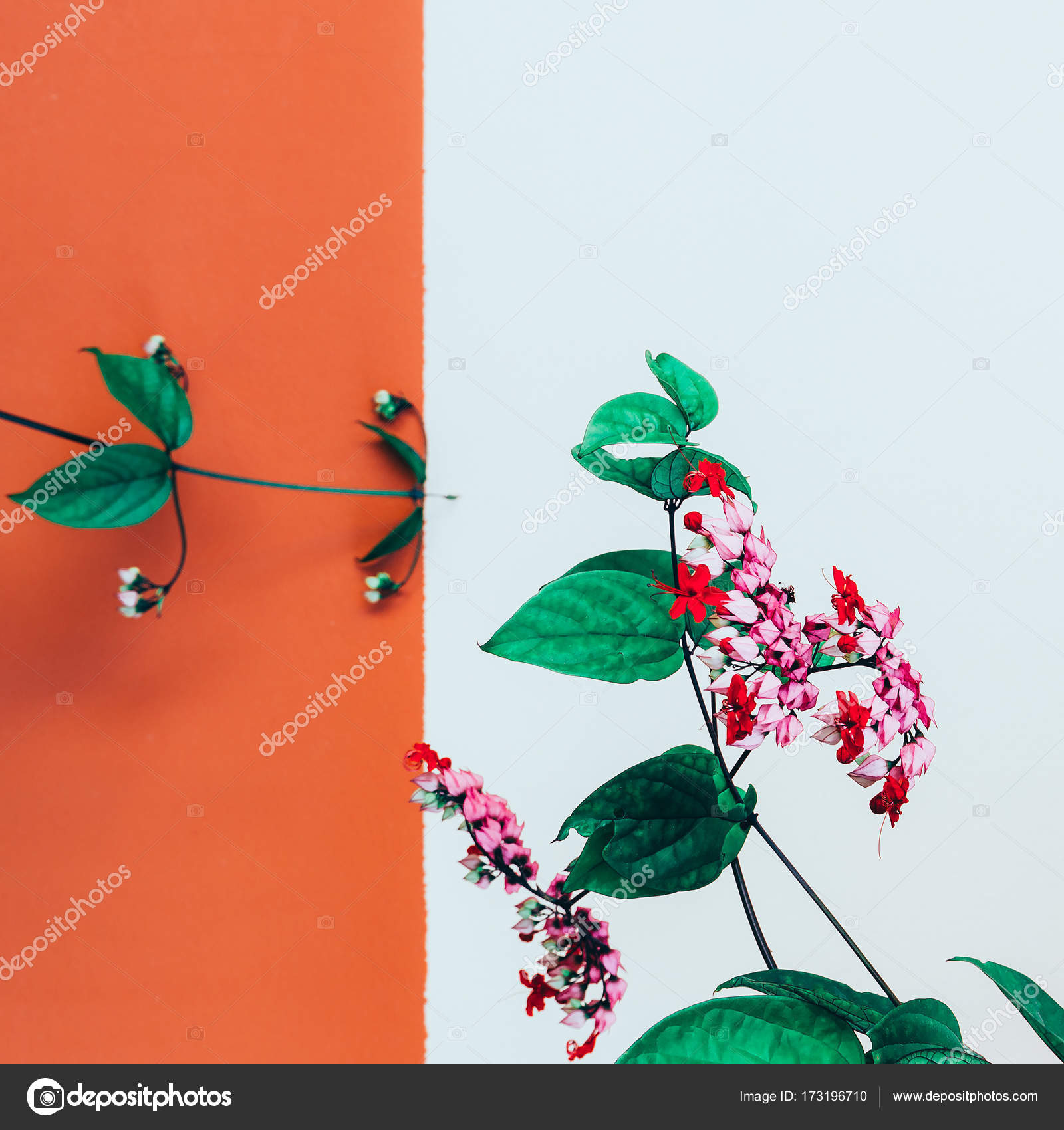 Flor tropical vermelha Arte de moda mínima fotos, imagens de ©  Porechenskaya #173196710