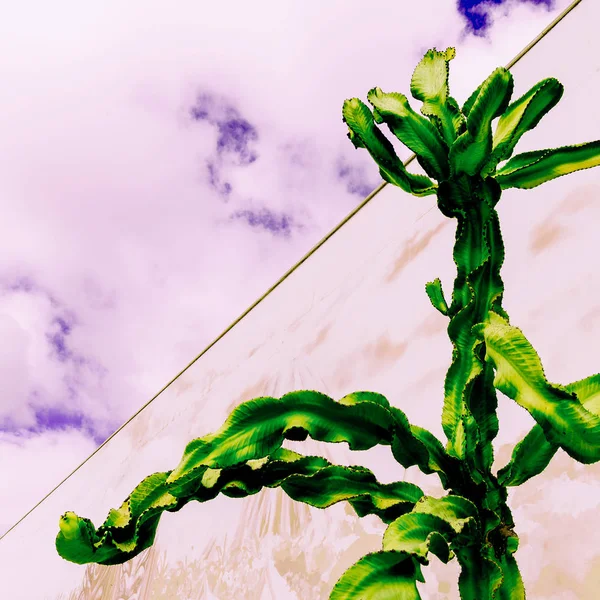 Cactus design. Tropical mood. Contemporary art — Stock Photo, Image