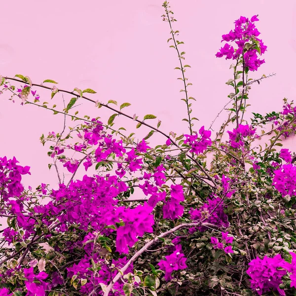 Flores tropicais em um rosa. Bloom. Moda de arte mínima — Fotografia de Stock