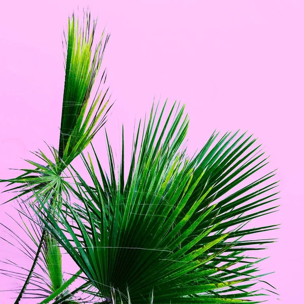 Пальмове дерево на рожевому. Тропічний дизайн мінімальний — стокове фото