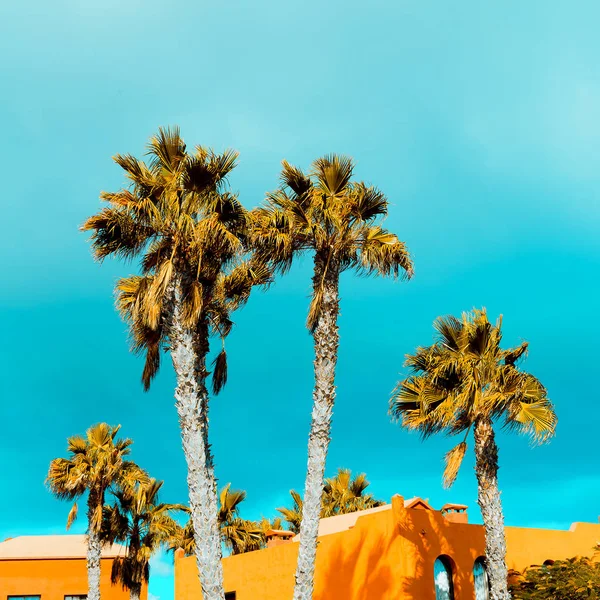 The palms. Tropical location. Travel Minimal — Stock Photo, Image